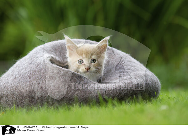Maine Coon Ktzchen / Maine Coon Kitten / JM-04211