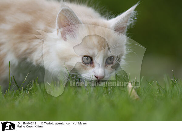 Maine Coon Kitten / JM-04212