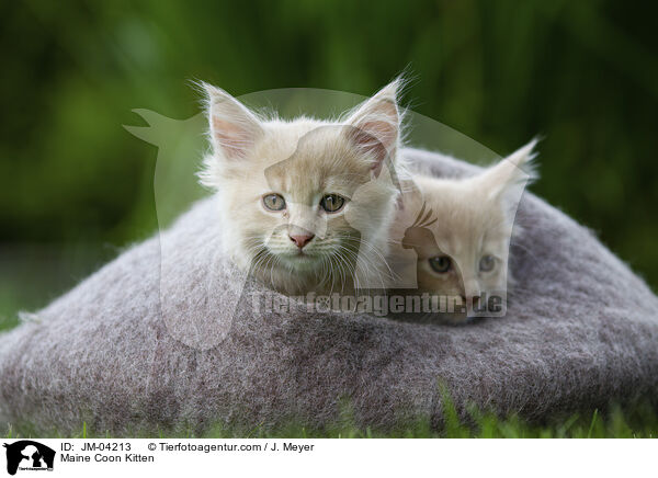 Maine Coon Kitten / JM-04213