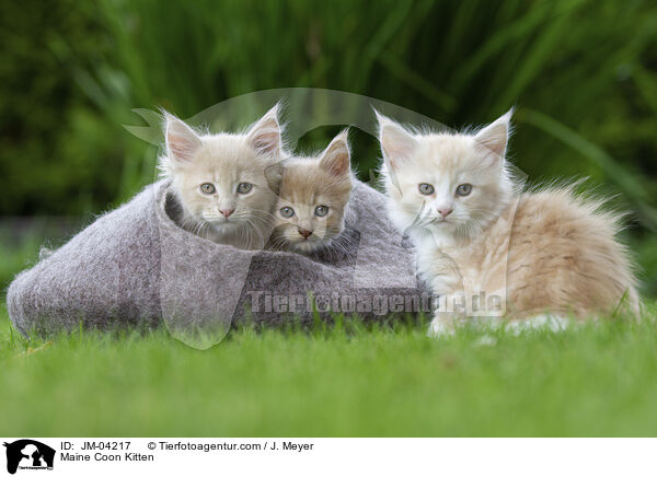 Maine Coon Kitten / JM-04217