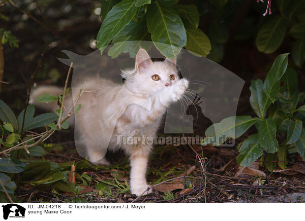 young Maine Coon / JM-04218