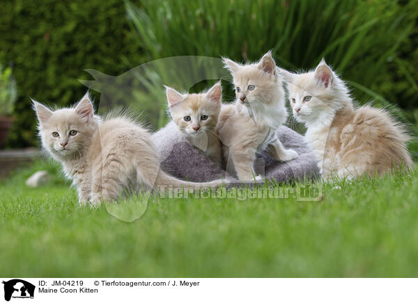 Maine Coon Kitten / JM-04219