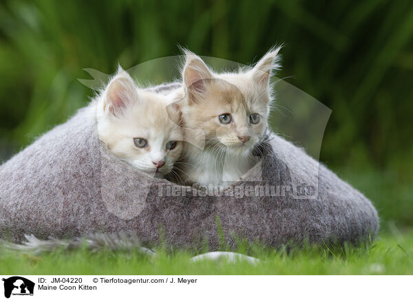 Maine Coon Kitten / JM-04220