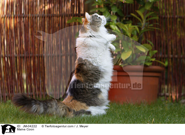 Maine Coon / JM-04222