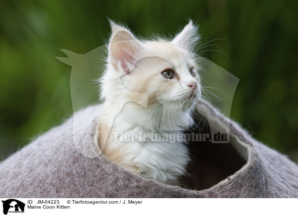 Maine Coon Kitten / JM-04223