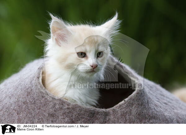 Maine Coon Kitten / JM-04224