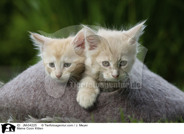 Maine Coon Kitten / JM-04225