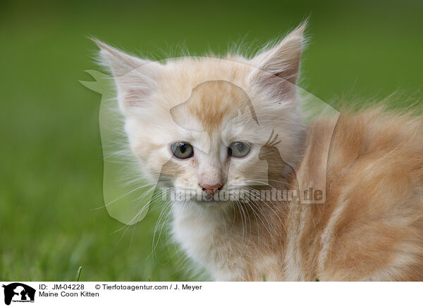 Maine Coon Kitten / JM-04228
