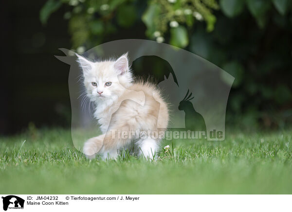 Maine Coon Kitten / JM-04232