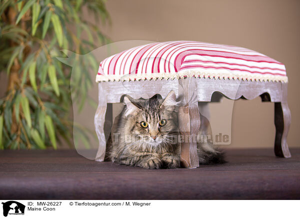 Maine Coon / Maine Coon / MW-26227