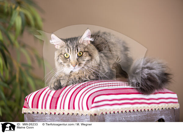 Maine Coon / Maine Coon / MW-26233