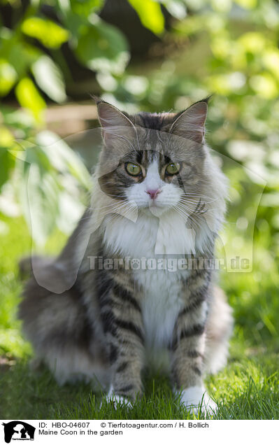 Maine Coon in the garden / HBO-04607