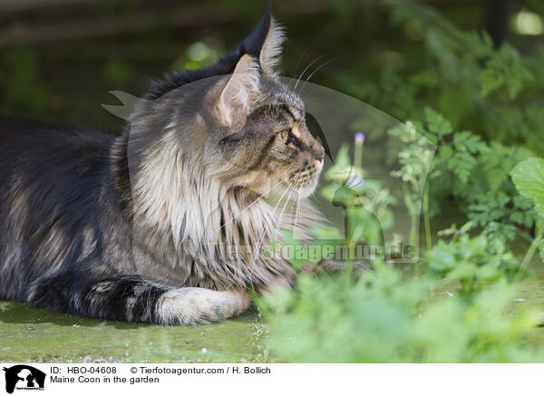 Maine Coon in the garden / HBO-04608