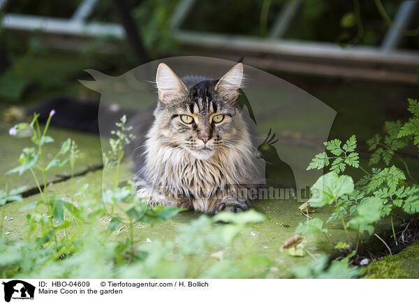 Maine Coon in the garden / HBO-04609
