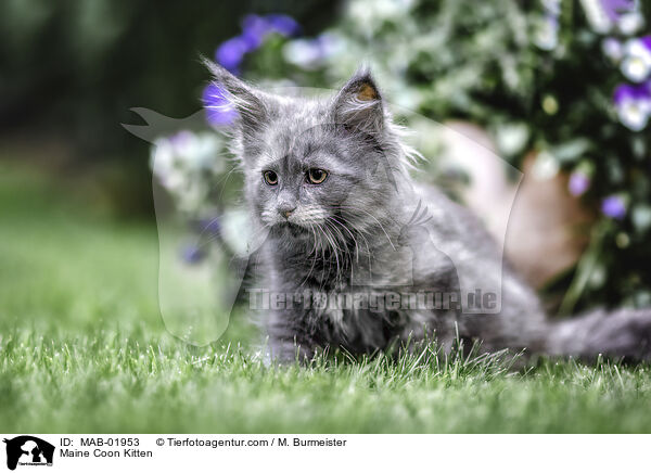 Maine Coon Ktzchen / Maine Coon Kitten / MAB-01953