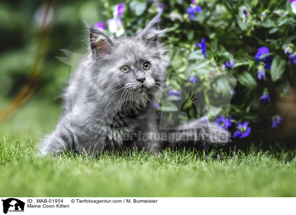 Maine Coon Ktzchen / Maine Coon Kitten / MAB-01954