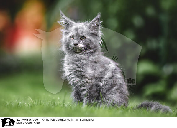Maine Coon Ktzchen / Maine Coon Kitten / MAB-01956