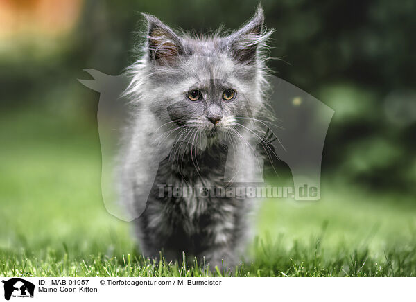 Maine Coon Kitten / MAB-01957