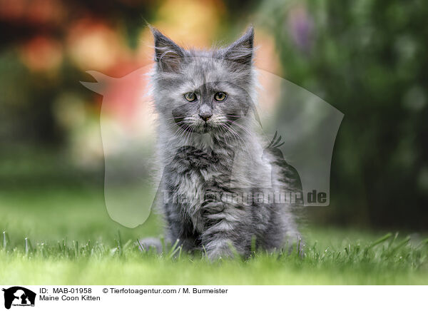 Maine Coon Kitten / MAB-01958