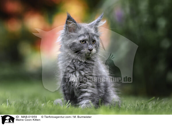 Maine Coon Ktzchen / Maine Coon Kitten / MAB-01959