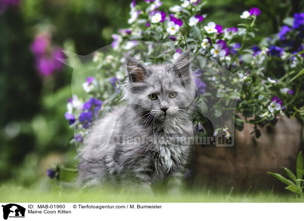 Maine Coon Kitten / MAB-01960
