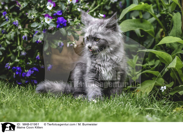 Maine Coon Ktzchen / Maine Coon Kitten / MAB-01961