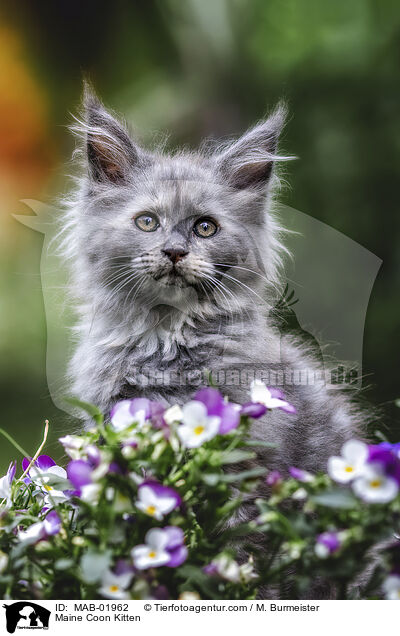 Maine Coon Kitten / MAB-01962