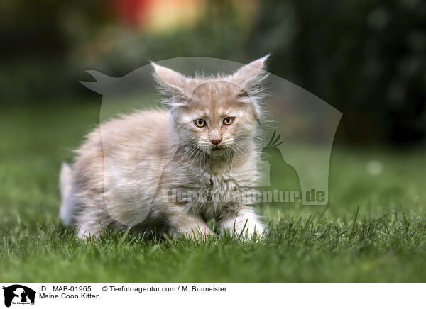 Maine Coon Kitten / MAB-01965
