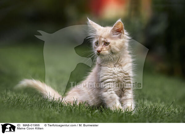 Maine Coon Kitten / MAB-01966