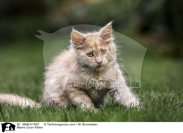 Maine Coon Kitten / MAB-01967