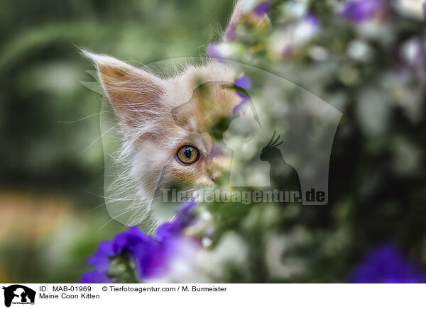 Maine Coon Kitten / MAB-01969