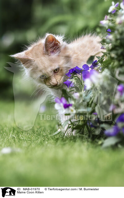 Maine Coon Kitten / MAB-01970