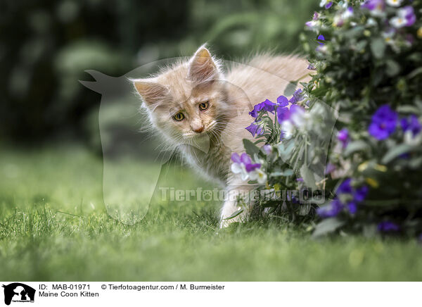 Maine Coon Kitten / MAB-01971