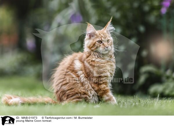 young Maine Coon tomcat / MAB-01973