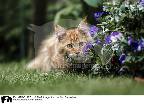 young Maine Coon tomcat / MAB-01977