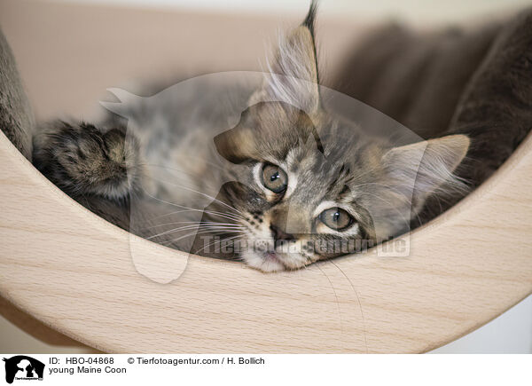 young Maine Coon / HBO-04868