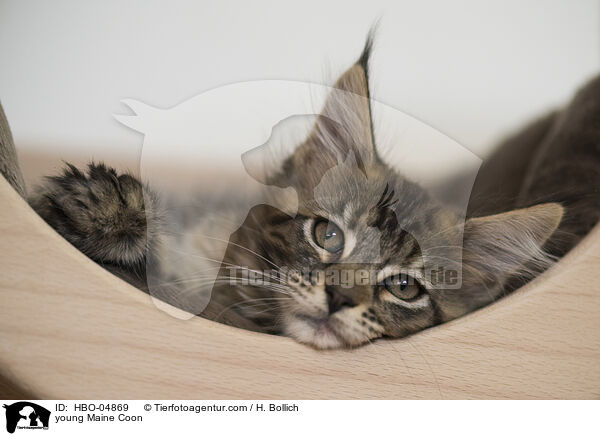 young Maine Coon / HBO-04869