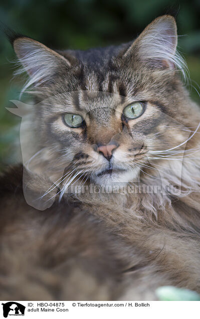adult Maine Coon / HBO-04875