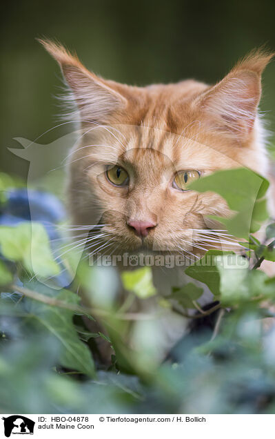 adult Maine Coon / HBO-04878