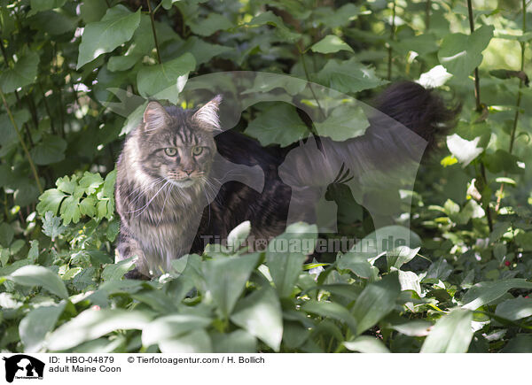 erwachsene Maine Coon / adult Maine Coon / HBO-04879