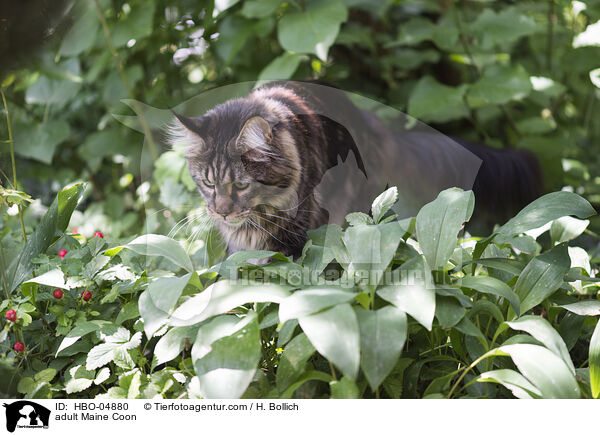 erwachsene Maine Coon / adult Maine Coon / HBO-04880