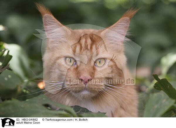 erwachsene Maine Coon / adult Maine Coon / HBO-04882