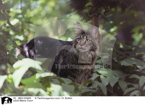 erwachsene Maine Coon / adult Maine Coon / HBO-04885