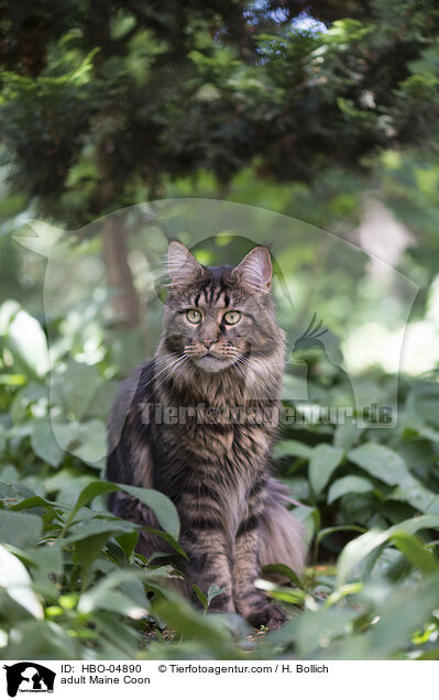 adult Maine Coon / HBO-04890