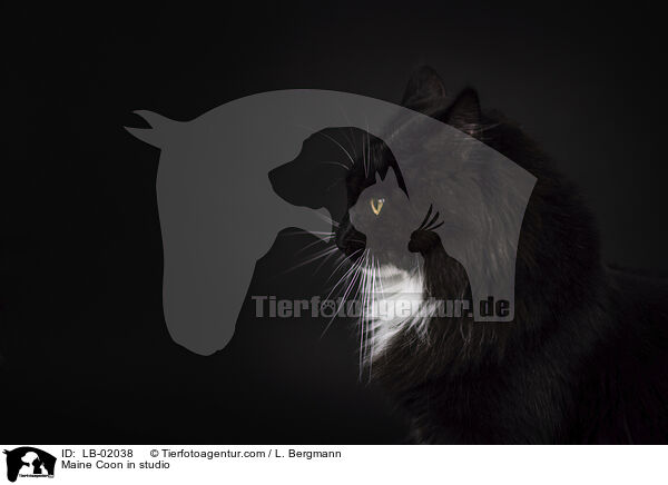 Maine Coon in studio / LB-02038