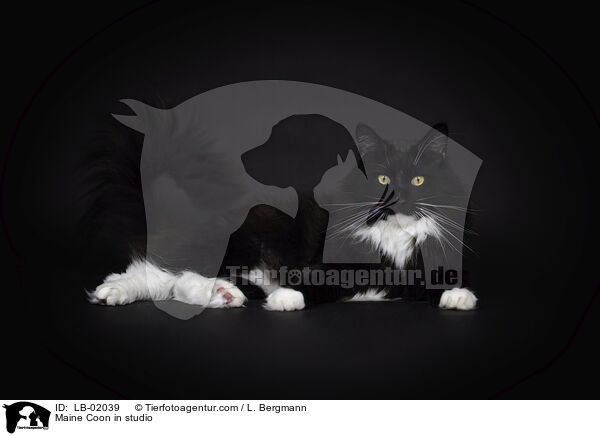 Maine Coon in studio / LB-02039