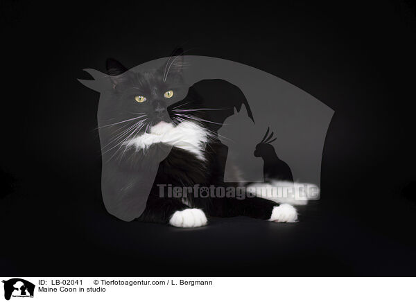 Maine Coon in studio / LB-02041