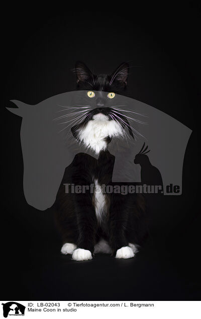 Maine Coon in studio / LB-02043