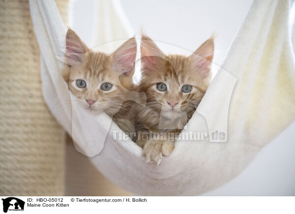 Maine Coon Kitten / HBO-05012