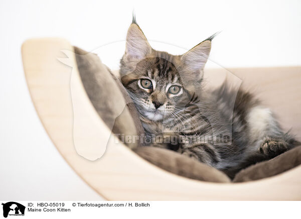 Maine Coon Kitten / HBO-05019